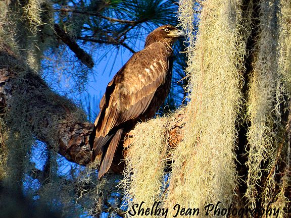 immature Eagle out back