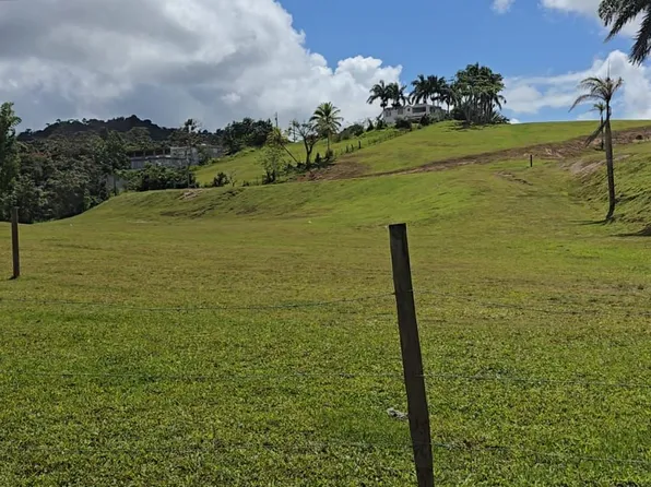 Carr 916 Bo Cerro Gordo, San Lorenzo, PR 00754