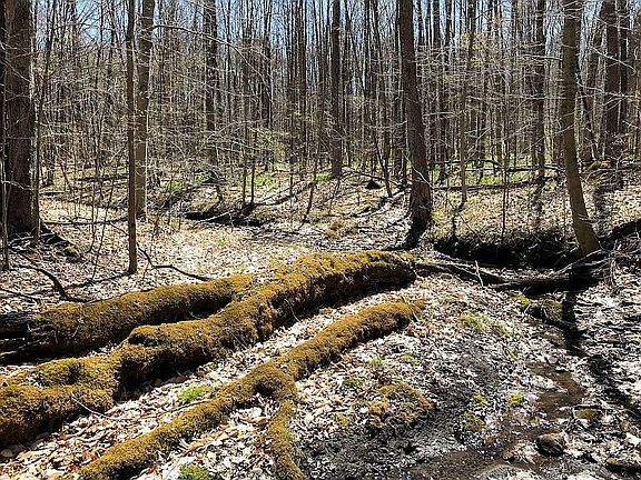 Woods with natural spring