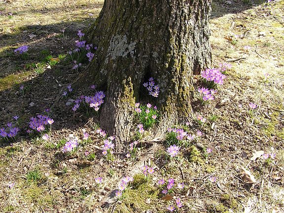 A small section of the crocuses that cover our entire lawn every spring