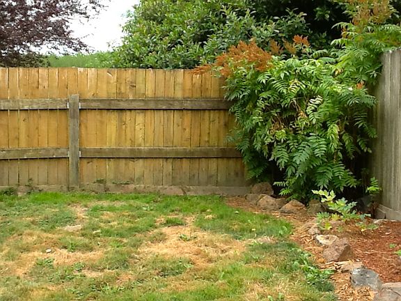 Fenced Back Yard
