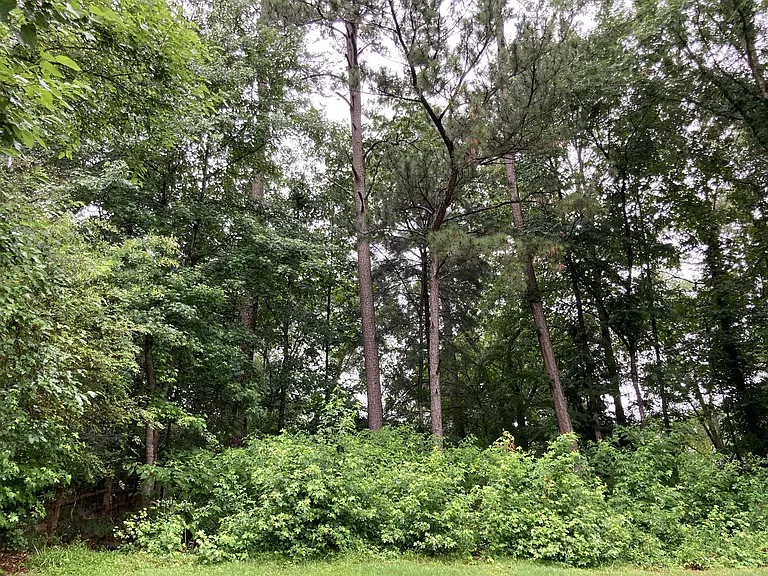 Wooded, private backyard with mature foliage and abundant wildlife.