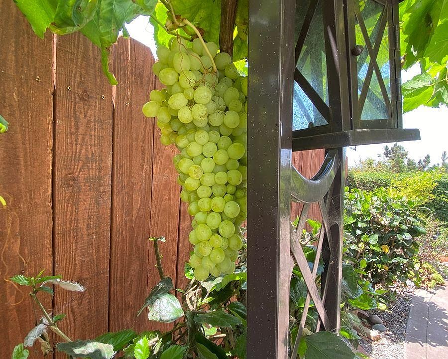 Enjoy the fruits of a beautiful landscaped area