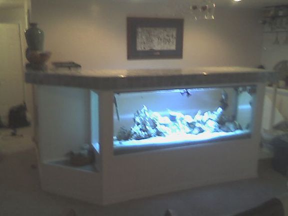 Buit in Reef/Saltwater Aquarium