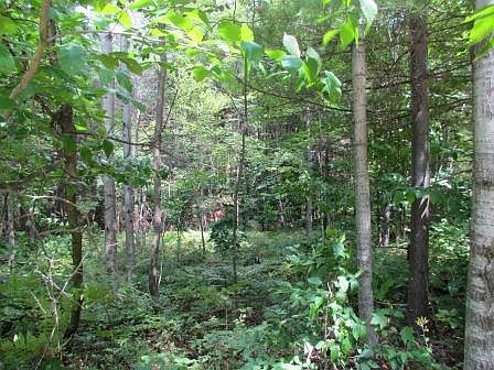 4th image of North Shore Road