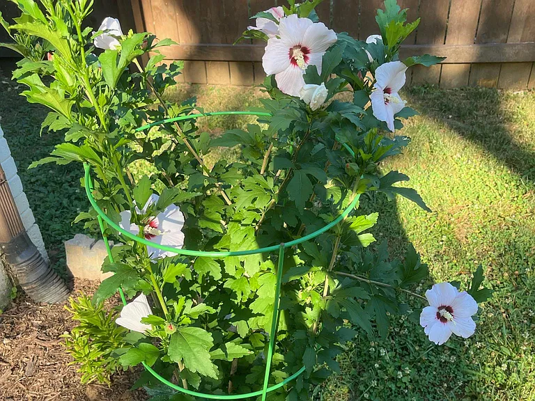 backyard (rose of sharon)