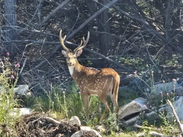 4950 County Road 110, Burnet, TX 78611