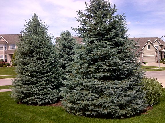 Spruce (4) in front yard