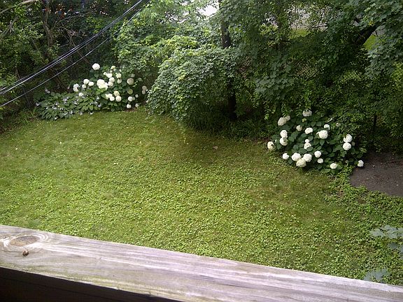 Fenced in backyard in bloom