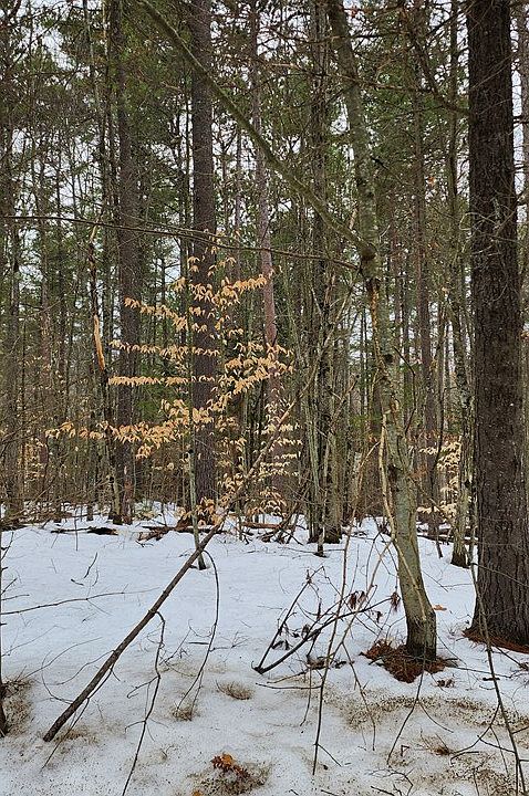 2nd image of 0 Ridge Top Ln