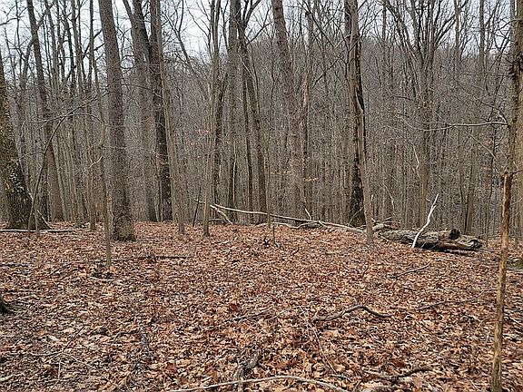 3rd image of 16 Holly Branch Ct