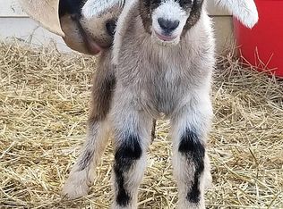 19451 Tammy Ln, North Fort Myers, FL 33917