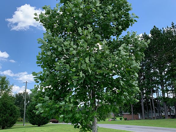mature trees