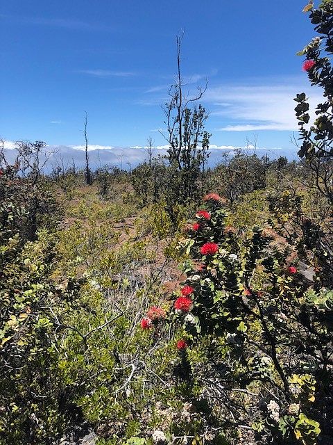 1st image of Pineapple Pkwy Lot 10