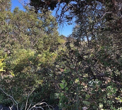 3rd image of Palm Pkwy Lot 8