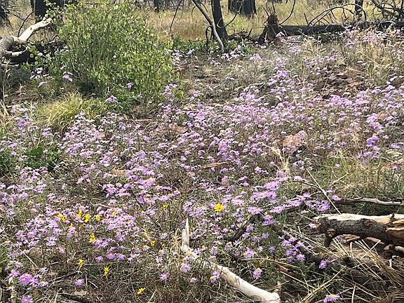 2nd image of LOT 542 Forbes Rd