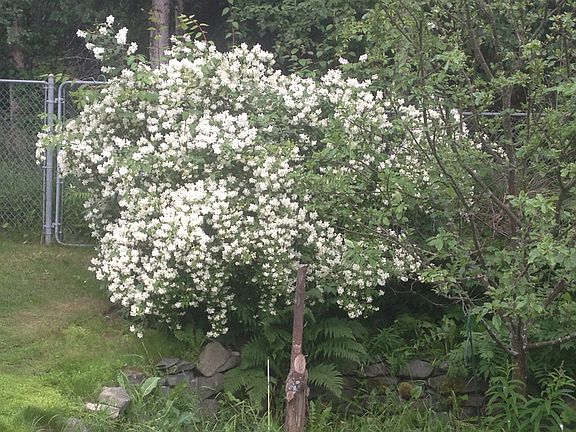 Garden blooming