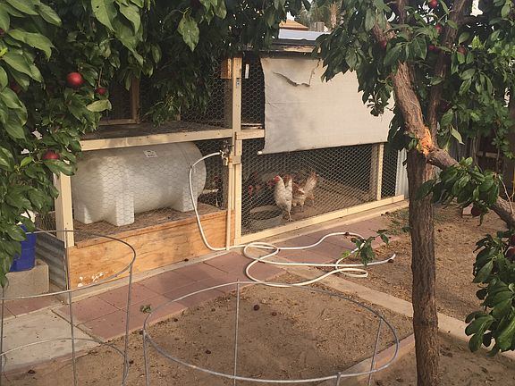 Chicken pen & fruit trees 