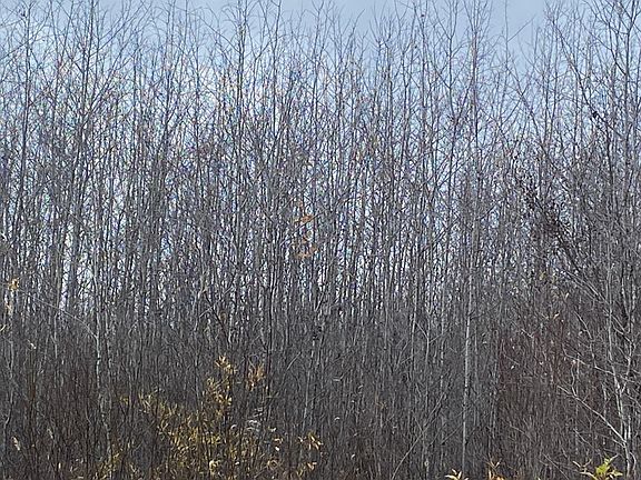 5th image of Near Timber Rd