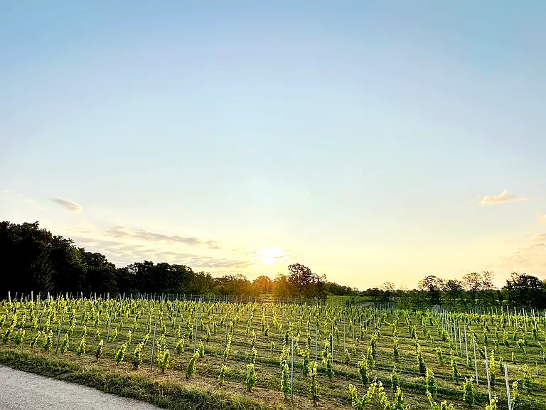 Sunrise over the back vineyard block as seen from the expansive back deck