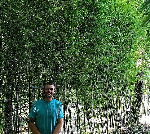 CAPE MAY BAMBOO 856-204-2037