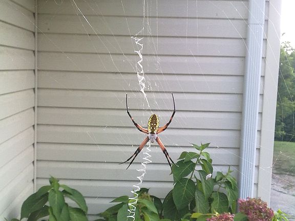 Aug 2010 - Wolf Spider