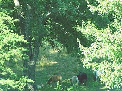 Miniture horses in woods