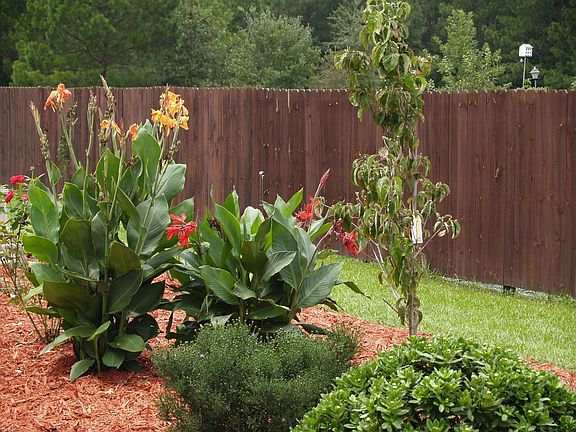 Garden East of the House
