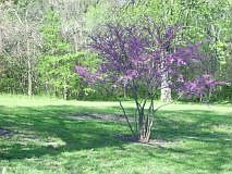 2nd image of 316 S Bluegrass Dr