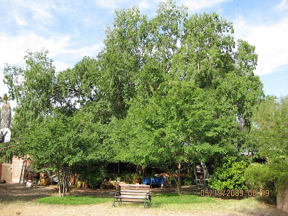 Chinese Elm