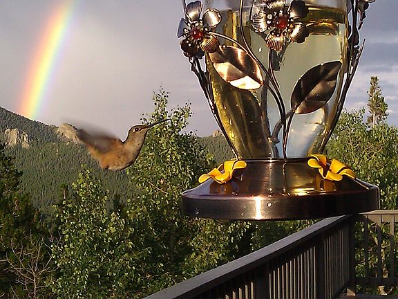 Hummingbird and Rainbow