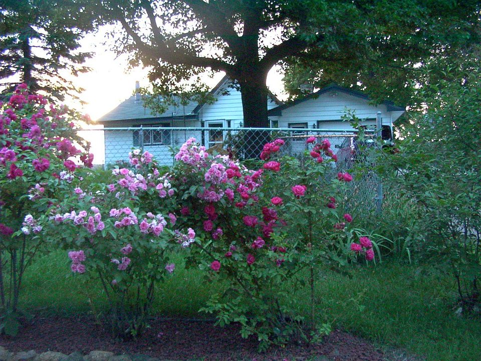 From the road with roses