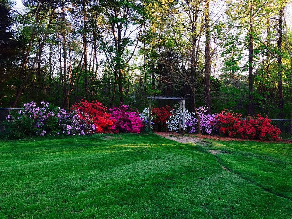 Azaleas in backyard 