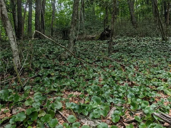 TBD Rocky Mountain Road, Sparta, NC 28627