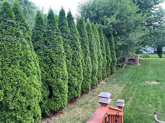 privacy evergreens and brick fire pit