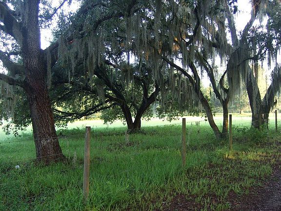Many grandfather oaks on 5 acres