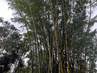 3610 Kaiwiki Rd Lot 59, Hilo, HI, 96720