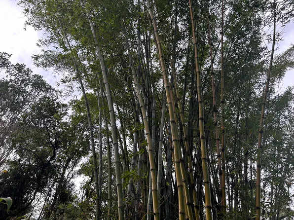 3610 Kaiwiki Rd Lot 59, Hilo, HI 96720