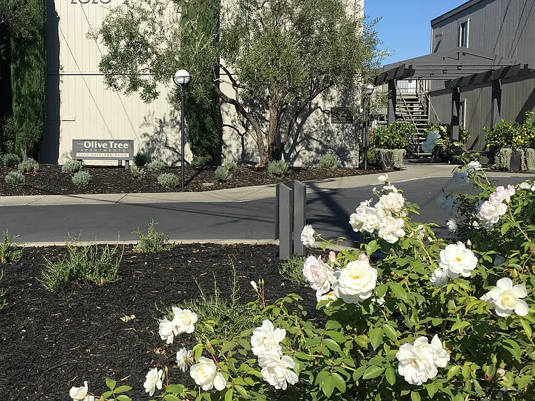 Olive Tree Apartments — Photo 18
