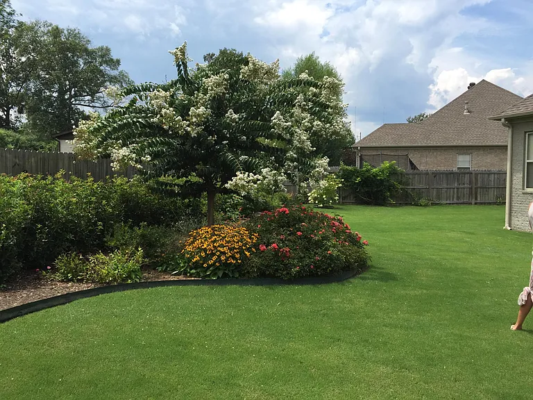 Back yard when grass is greener and more growth.