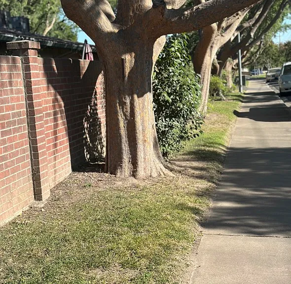 brick & tree lined front