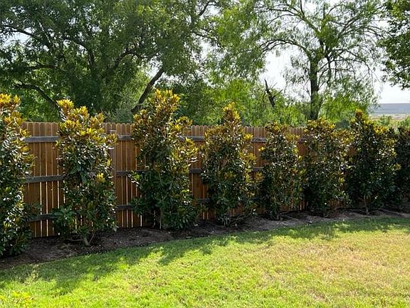 Little Gem Magnolia trees along side fence line for more privacy