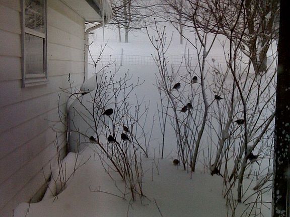 Back of house porch.