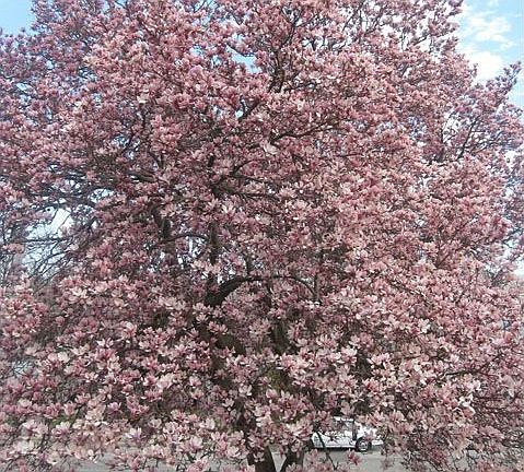 the view from the front door in the spring