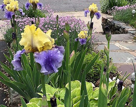 front walk in summer