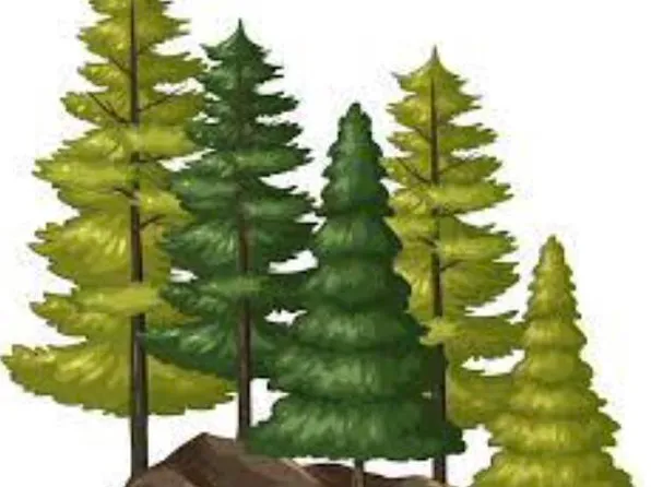 6.79 A End McAllister Rd, Buckfield, ME 04220