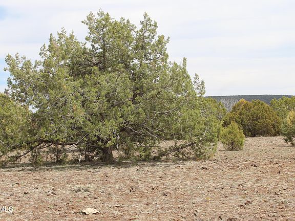 3rd image of LOT 306 Olivas Alone