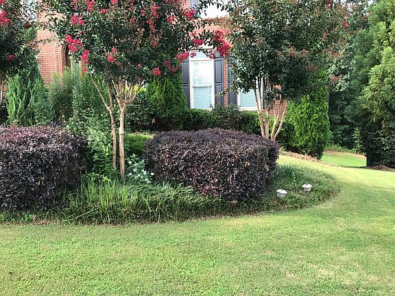 Front Yard in summer