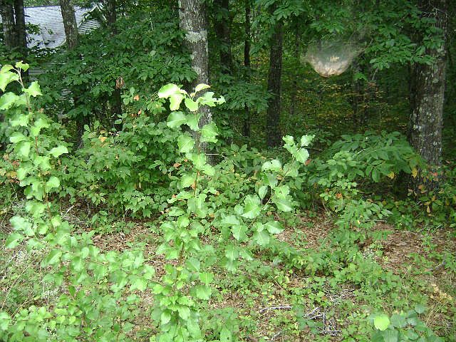1st image of 247 Thrushwood Dr