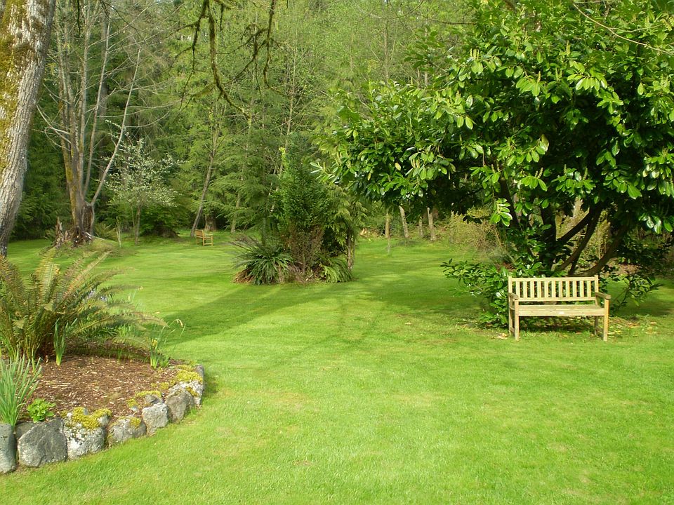 back yard